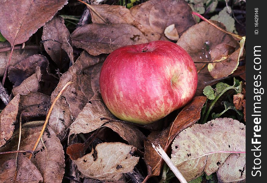 Red apple on a dry leafs at autumn