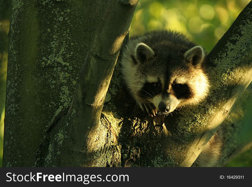 A Raccoon is staring at what is happening under the tree. A Raccoon is staring at what is happening under the tree.