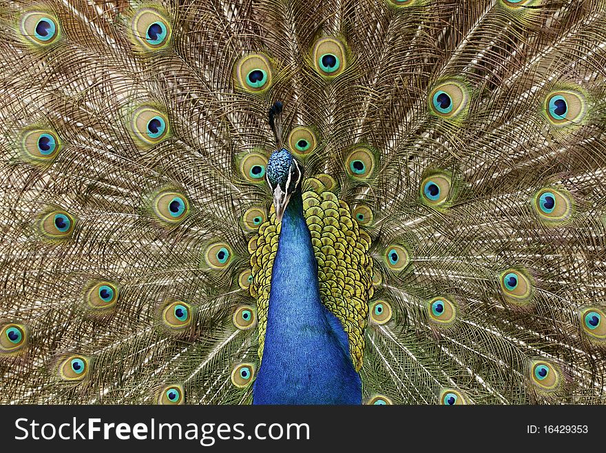 Beautiful spread of a peacock