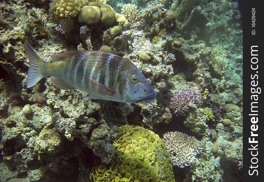 Colorful fish swimming next to a reef