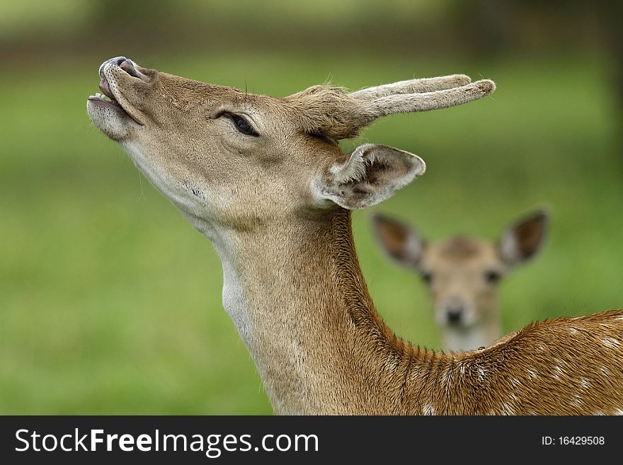 Beautiful fallow deer with young one