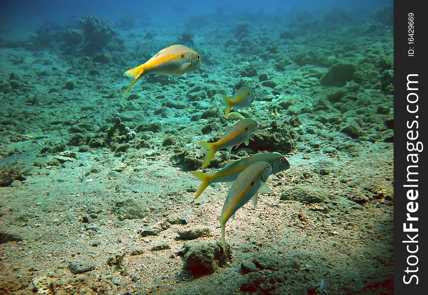 Pack of fish with yellow line. Pack of fish with yellow line