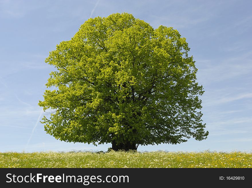 Single tree isolated on blue sky at springtime