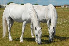 Two Horses On The Meadow Stock Photography Two Horses On The Meadow Stock Photography