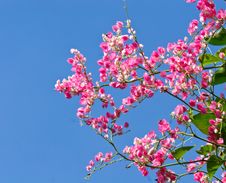 Colorful Pink Flower With Blue Sky Stock Photos Colorful Pink Flower With Blue Sky Stock Photos