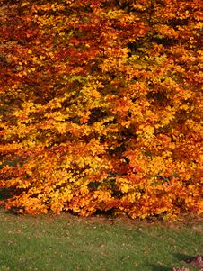 Autumnal Beech Tree Stock Photography Autumnal Beech Tree Stock Photography