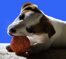 Little Pet Dog Plays With Its Toy Royalty Free Stock Image Little Pet Dog Plays With Its Toy Royalty Free Stock Image