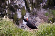 Puffin On The Green Grass - Iceland Stock Images