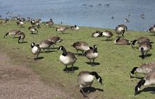 Lakeside Geese Stock Image Lakeside Geese Stock Image