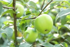 Green Apples On A Branch Stock Photos