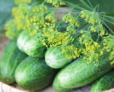 Cucumbers And Dill Royalty Free Stock Photography Cucumbers And Dill Royalty Free Stock Photography