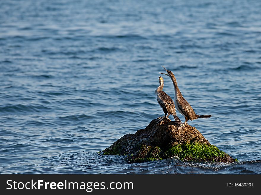 Two ducks are sitting on a rock in the sea. Two ducks are sitting on a rock in the sea