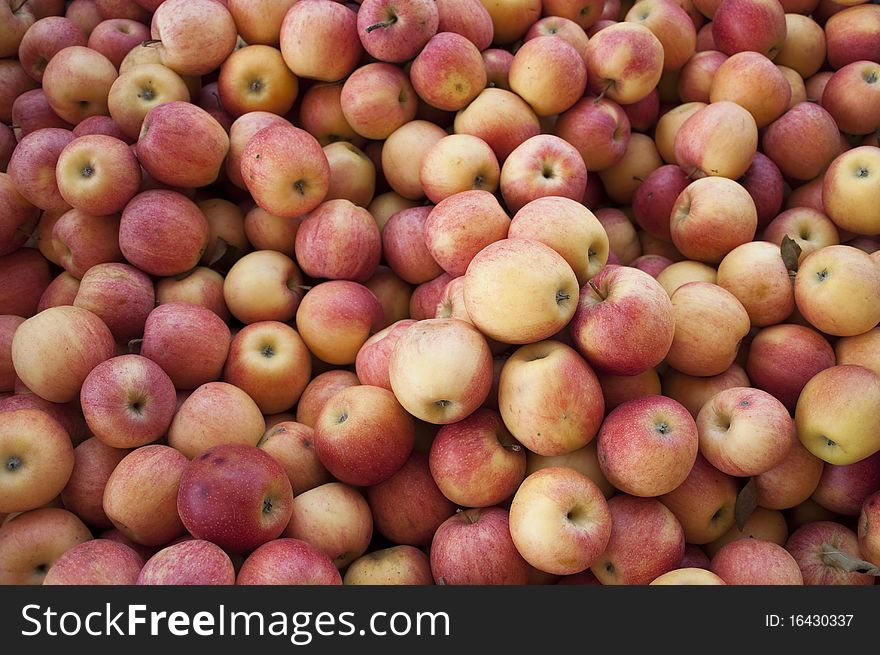 A large amount of yellow red apples. A large amount of yellow red apples
