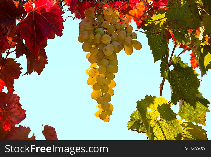 A bunch of white grapes in the frame of red and green leaves. A bunch of white grapes in the frame of red and green leaves