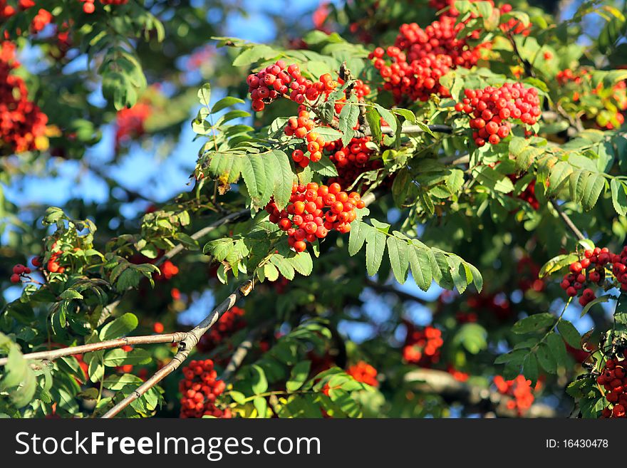 Branch of a mountain ash