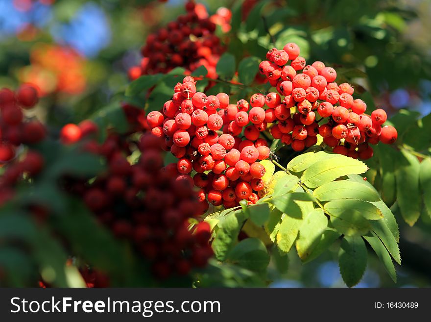Branch of a mountain ash with ripe berries