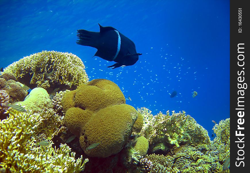 Clown coris near tiny fish and beautiful corals