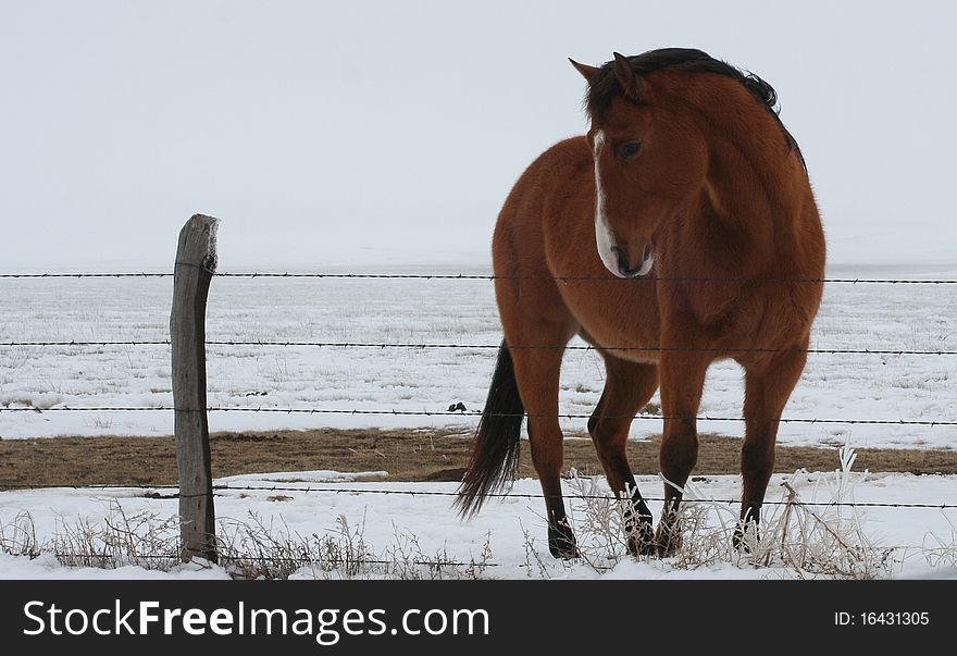 This is a beautiful brown mare that came over to the fence while I was taking her picture. She was absolutely beautiful. This is a beautiful brown mare that came over to the fence while I was taking her picture. She was absolutely beautiful.