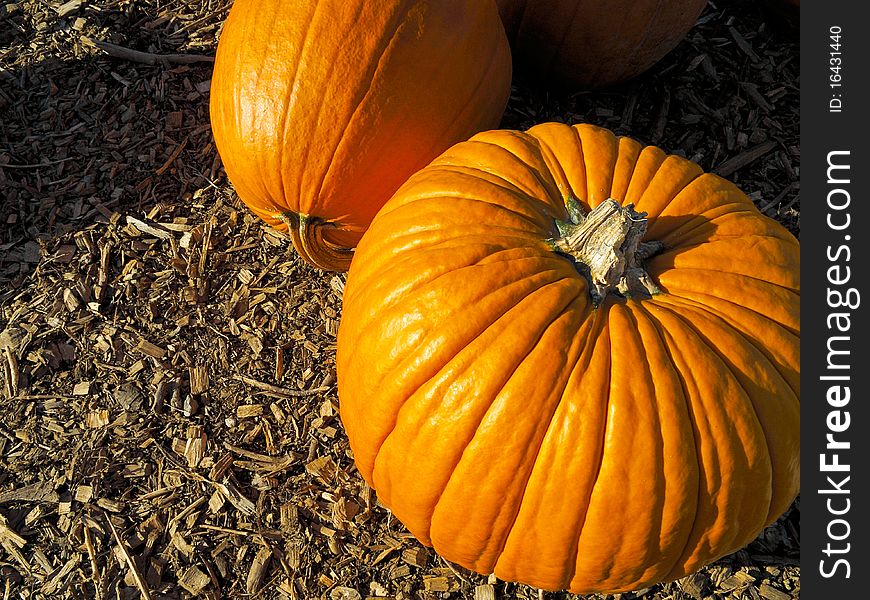 Two large pumpkins lying on ground