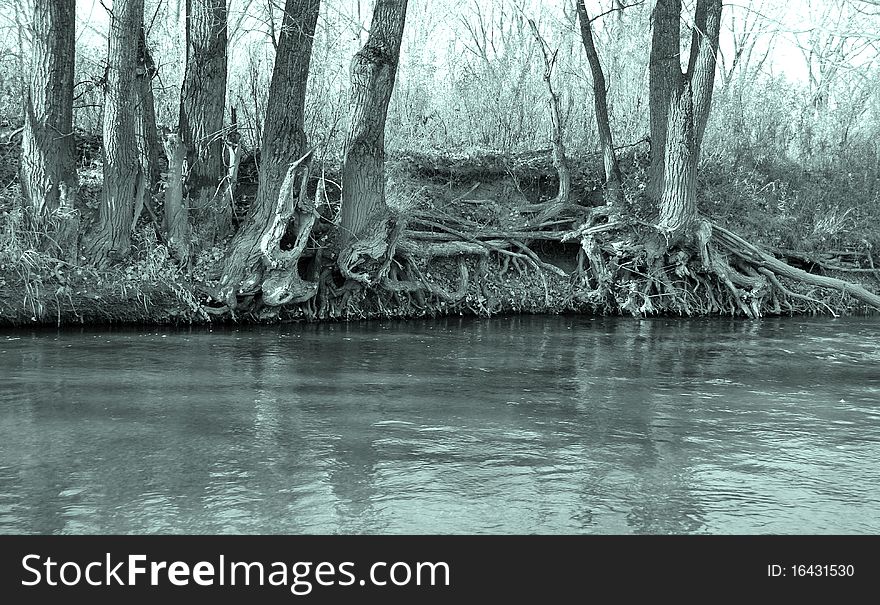 Trunks of trees at the river with a cold shade