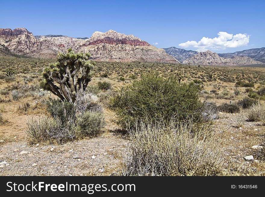 Landscape of nevada desert in the red rock canyon. Landscape of nevada desert in the red rock canyon