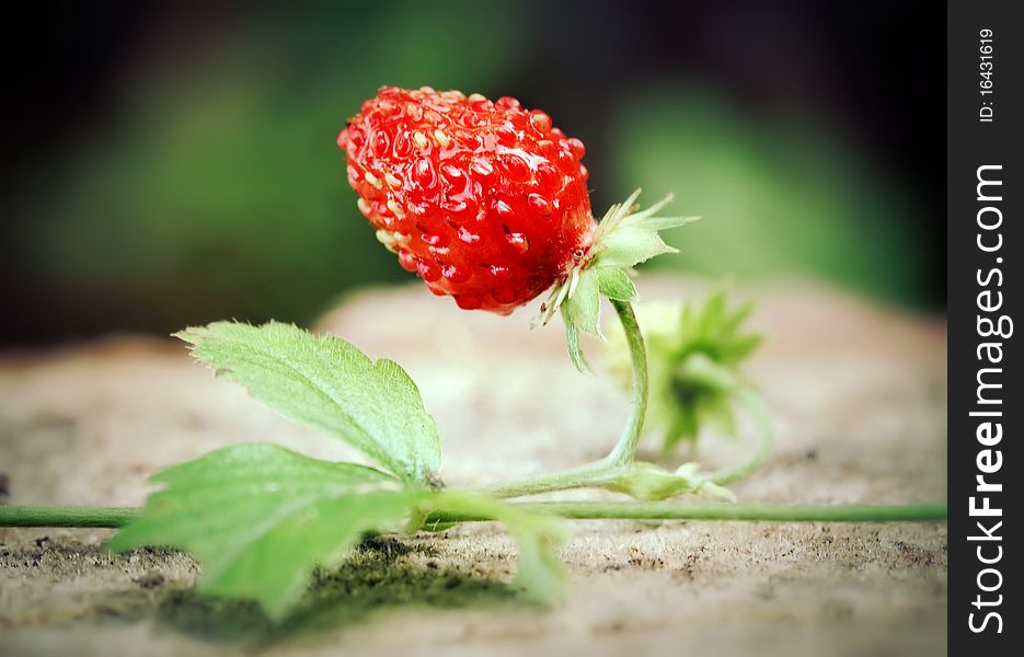 Wild organic strawberry in the forest with leaves. Wild organic strawberry in the forest with leaves