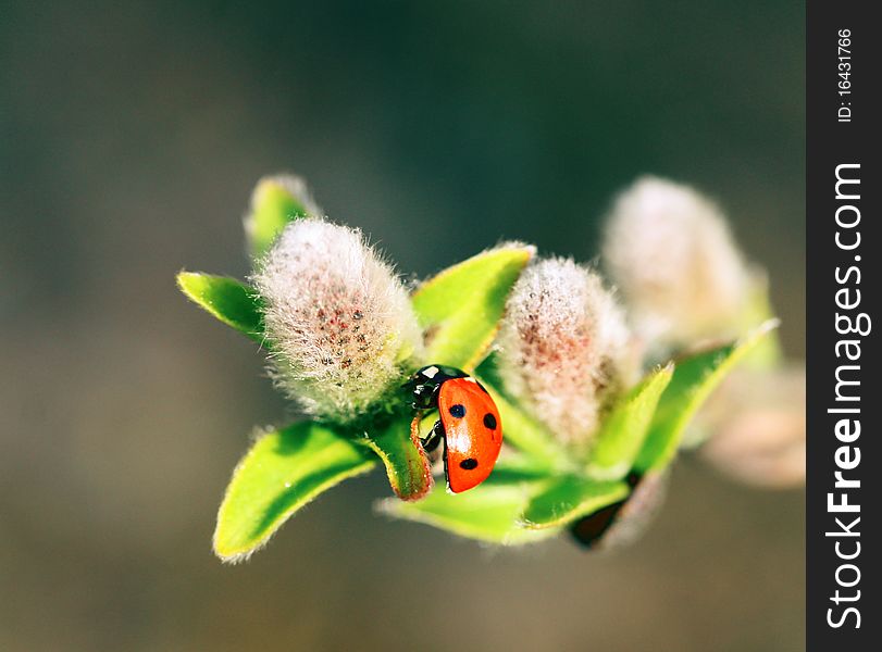 Ladybird on the pussywillows