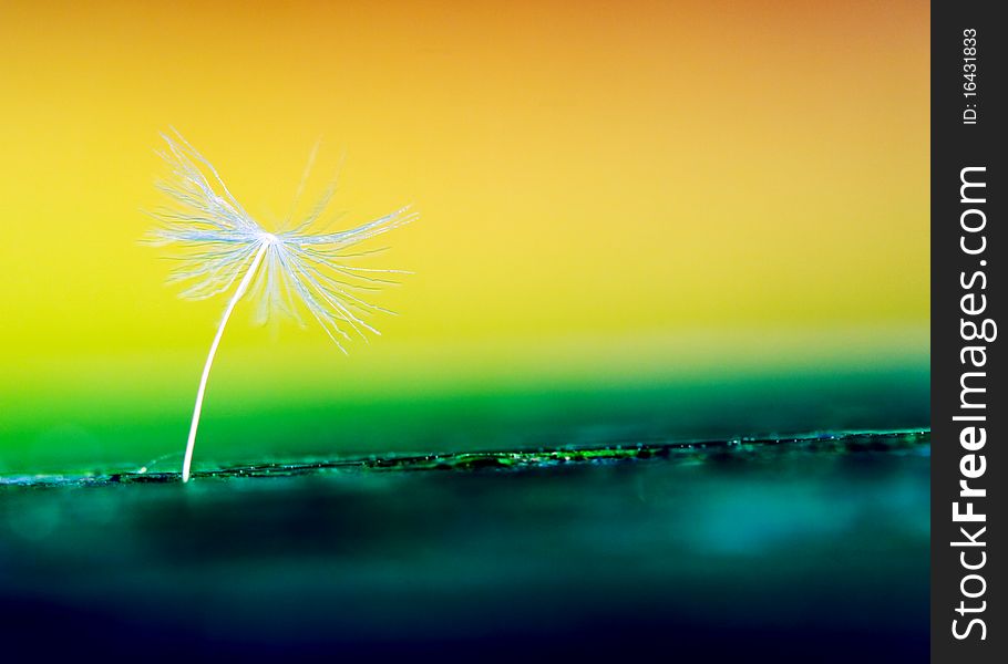 Dandelion seed in colorfull ocean beach background