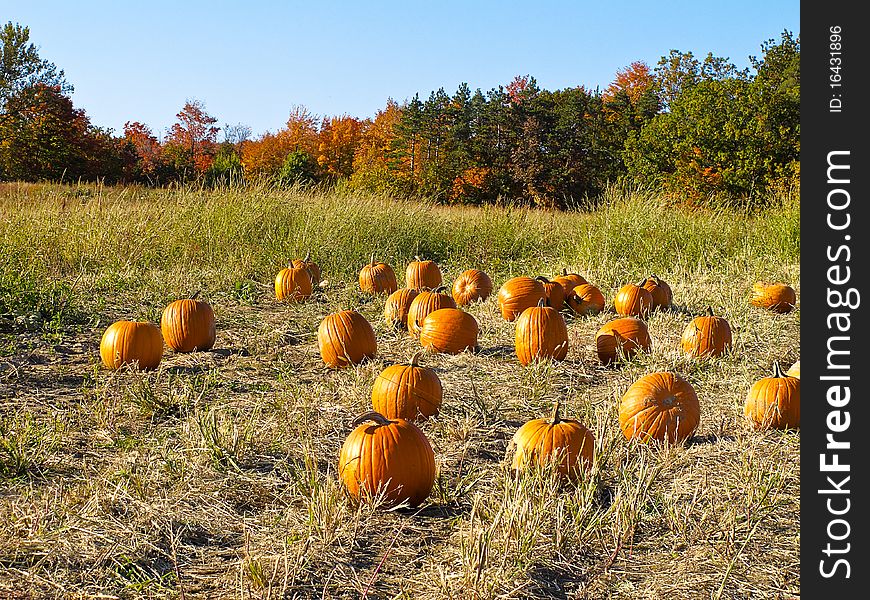 Field of pumpkins with fall foliage in background. Field of pumpkins with fall foliage in background