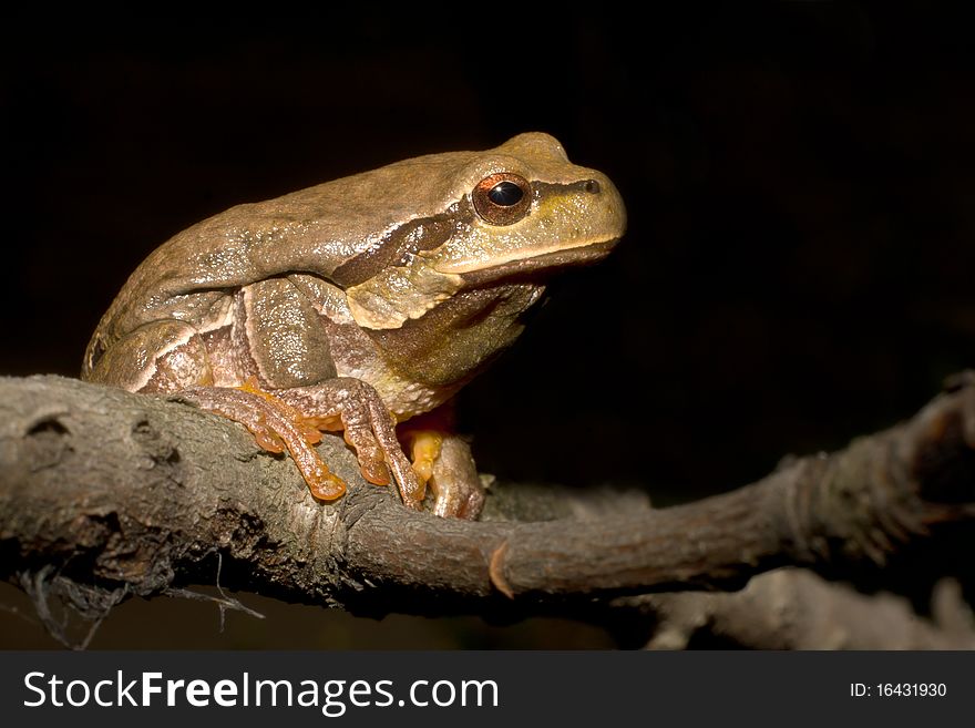 Green Tree Frog on a branch (Hyla arborea). Green Tree Frog on a branch (Hyla arborea)