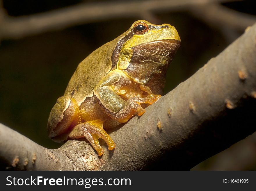 Green Tree Frog on a branch (Hyla arborea). Green Tree Frog on a branch (Hyla arborea)