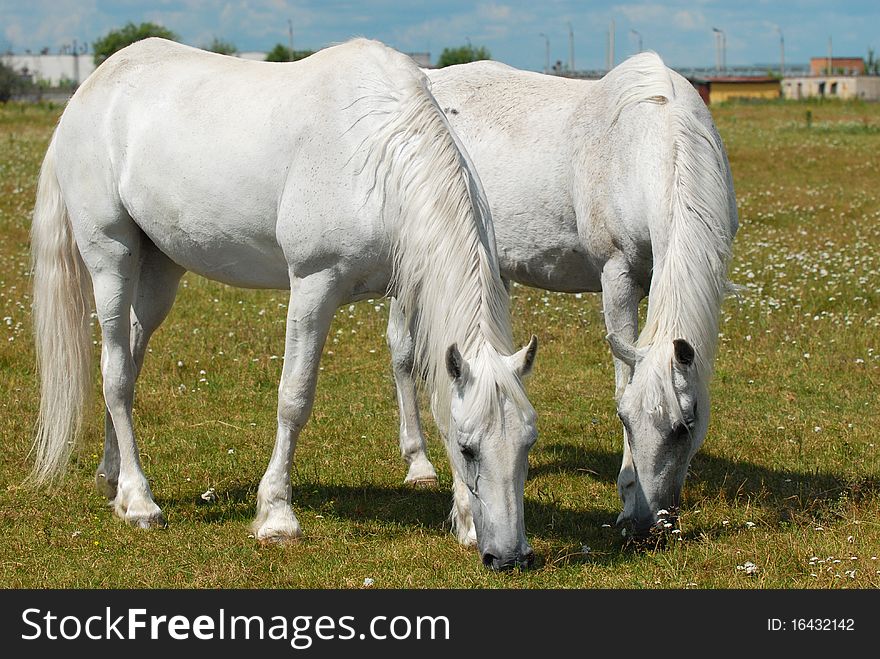 Two horses on the meadow grazing