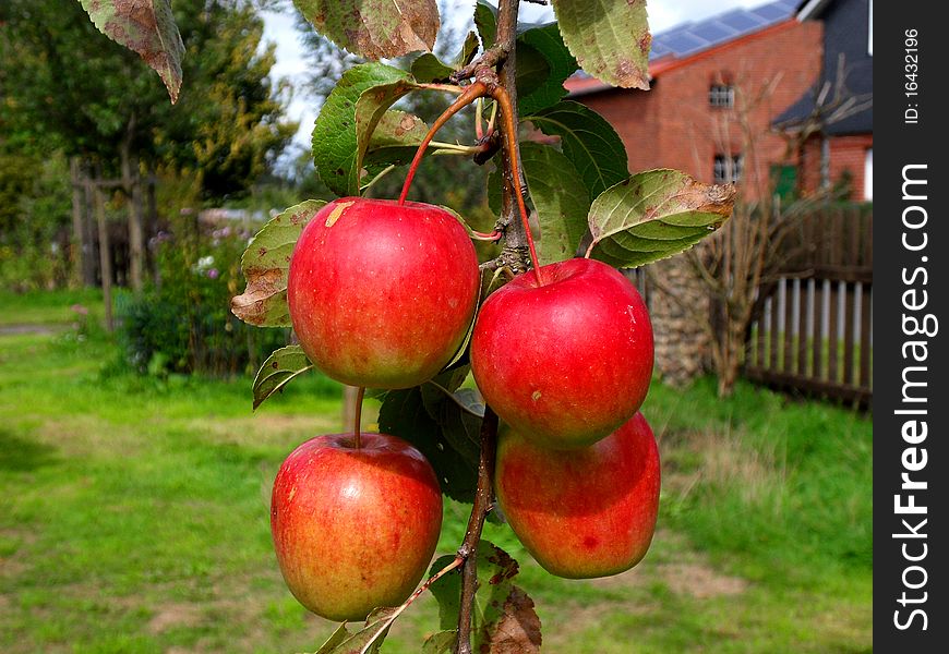 Red apples in the garden yard