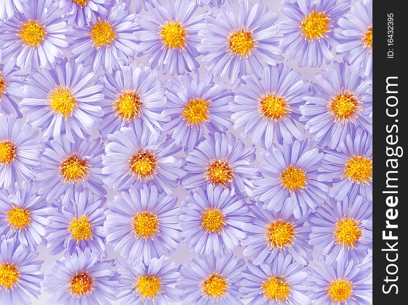 Small purple chrysanthemums