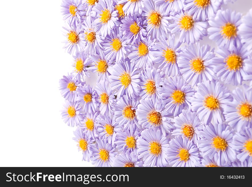 Background of small purple chrysanthemums