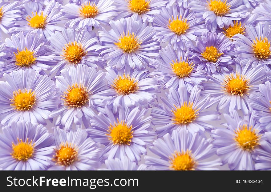 Background of small purple chrysanthemums