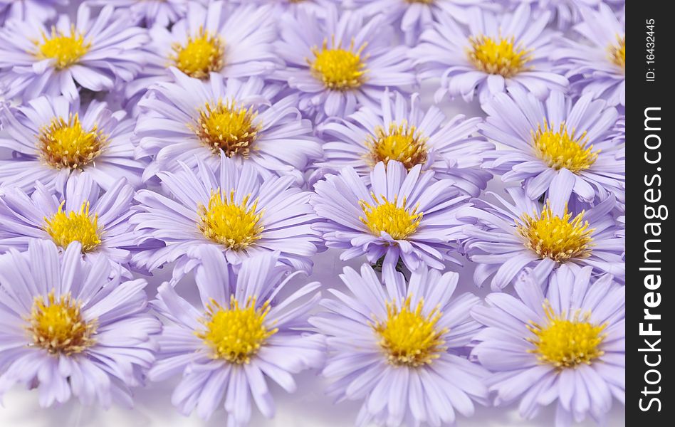 Small Purple Chrysanthemums