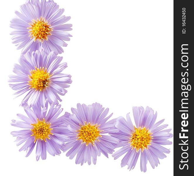 Background of small purple chrysanthemums