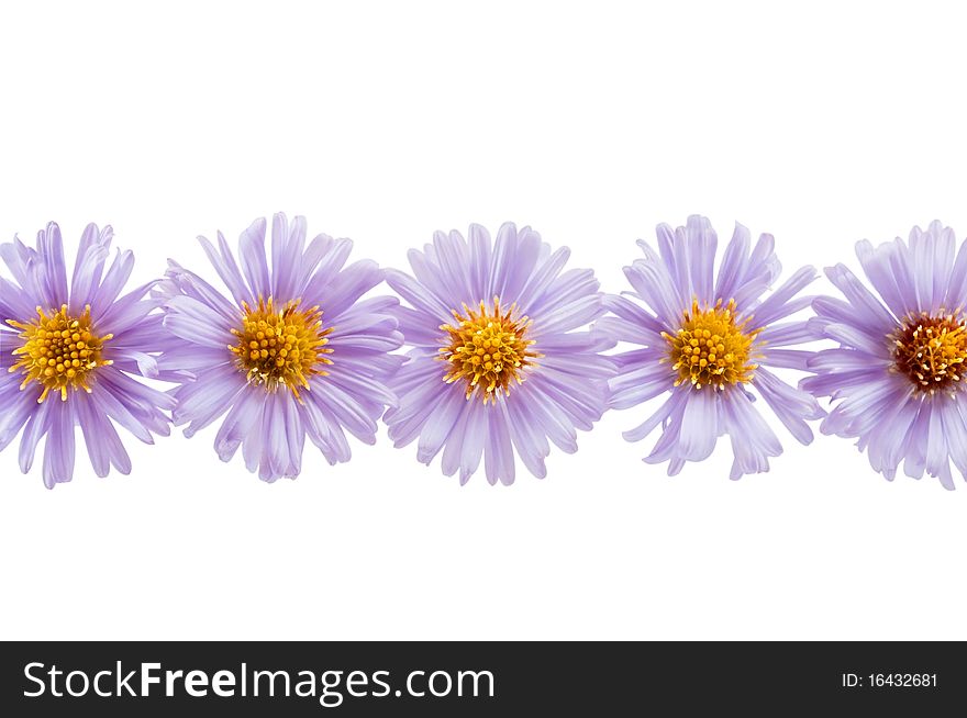 Chrysanthemum lilac on a white background