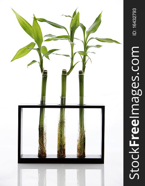 3 Bamboo plants in test tube rack. 3 Bamboo plants in test tube rack.