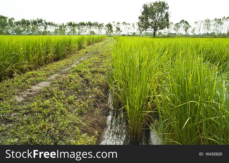 Paddy rice in field, Bangkok Thailand. Paddy rice in field, Bangkok Thailand