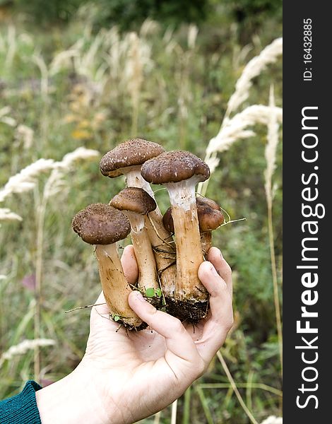 Fall mushrooms in his hand against the grass. Fall mushrooms in his hand against the grass.