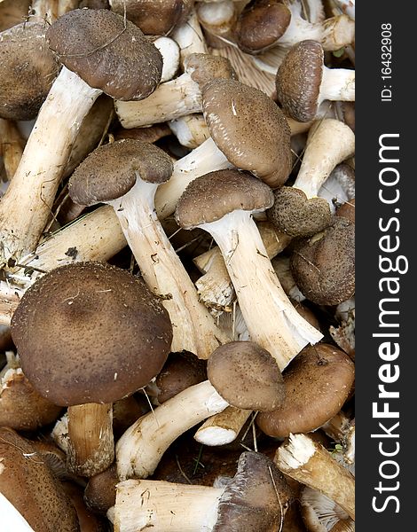 Many fall of edible mushrooms. Many fall of edible mushrooms.