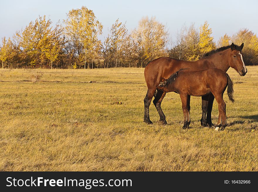 Young horse drinking milk from his mother