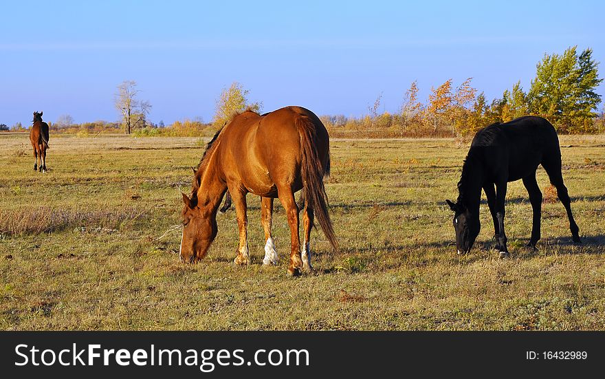 Beautiful horses, against the backdrop of autumn forest