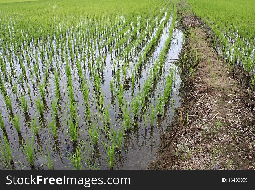 Rice seedlings grown in the field. Rice seedlings grown in the field