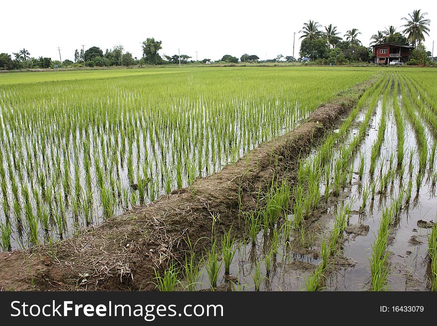 Rice seedlings grown in the field. Rice seedlings grown in the field