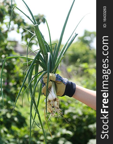 Onion In Woman`s Hands,