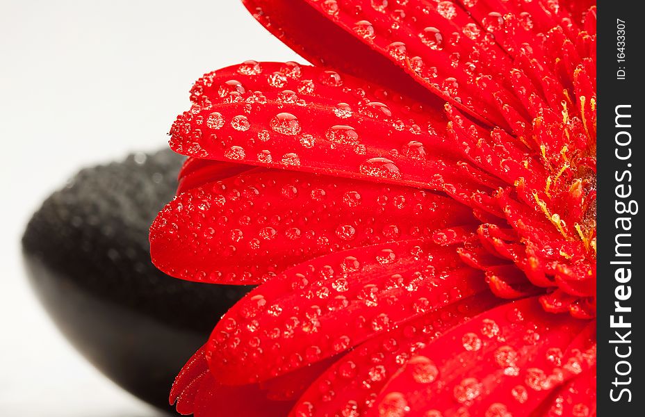 Water drops on a red gerber daisy and pebbles. Water drops on a red gerber daisy and pebbles