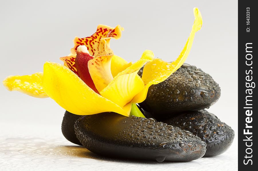 Still life with yellow orchid flower on rock